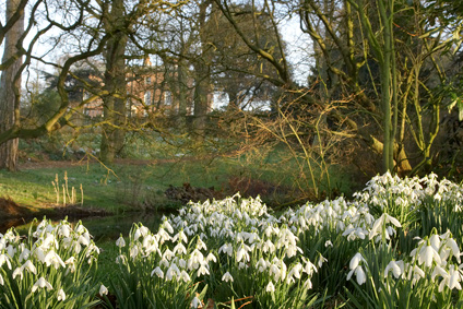 Snowdrops at Rode Snowdrops at Rode